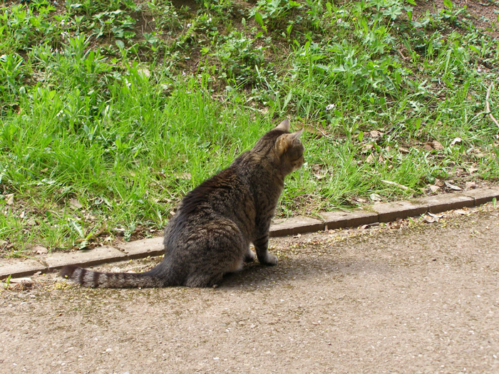 P4250545